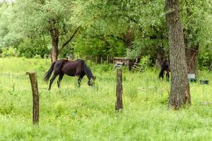 Hermosos caballos bien cuidados pastan en la pradera de selenio con jugosa hierba verde foto