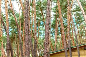 Beautiful forest with tall pine trees outside the city on a warm summer day photo