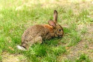 Small gray hare on green juicy grass in a meadow photo
