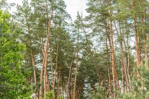 Beautiful forest with tall pine trees outside the city on a warm summer day photo