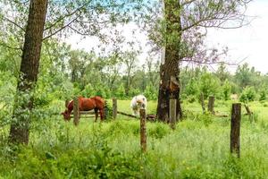 Hermosos caballos bien cuidados pastan en la pradera de selenio con jugosa hierba verde foto