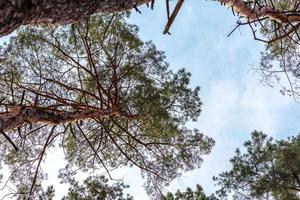 Beautiful forest with tall pine trees outside the city on a warm summer day photo
