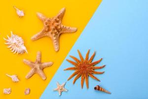 Glasses and hat with shells and sea stars on a colored background photo