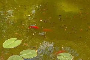 alimentando hermosos peces carpa roja en un estanque casero foto