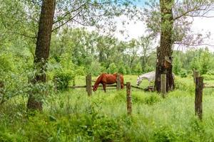 Beautiful well-groomed horses graze in selenium meadow with juicy green grass photo