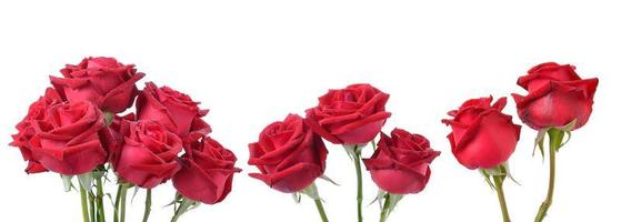 RoseS on white background photo