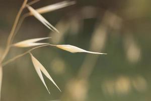 Small flowers and grasses in spring photo