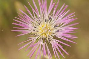 Small flowers and grasses in spring photo