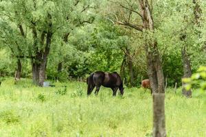 Hermosos caballos bien cuidados pastan en la pradera de selenio con jugosa hierba verde foto