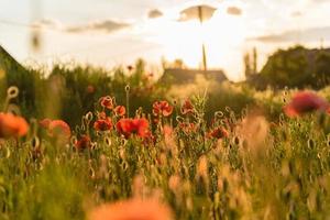 Hermosas amapolas rojas en desenfoque en un hermoso campo verde de verano foto