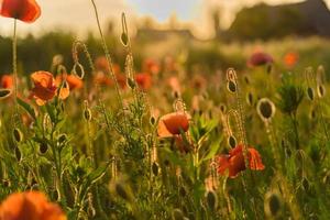 Beautiful red poppies in defocus on a beautiful summer green field photo