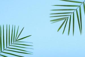 Leaves of a green plant on a colored background with a place for text photo