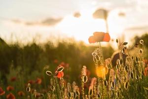 Beautiful red poppies in defocus on a beautiful summer green field photo