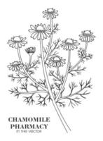 SKETCH OF A PHARMACY CHAMOMILE ON A WHITE BACKGROUND vector