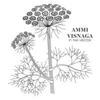 Boceto de ammi visnaga sobre un fondo blanco. vector