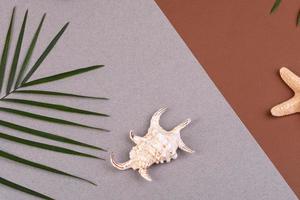 Beach accessories, glasses and hat with shells and sea stars on a colored background. Summer background photo