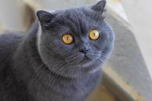 Portrait of a grey Scottish cat on a blurry background photo