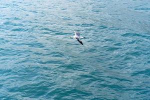 Flying white gull on the background of the blue sea photo