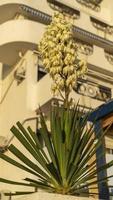 A flowering yucca bush on a blurry background of a building photo