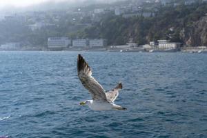 Flying white gull on the background of the blue sea photo