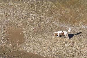 Fondo con un mar transparente y un perro pequeño en la playa. foto