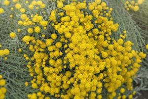 Decorative flowers of yellow tansy on a flower bed photo