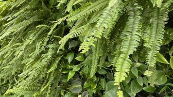 Natural green background with fern leaves photo