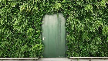 Metal green door on the background of a wall of green plants photo
