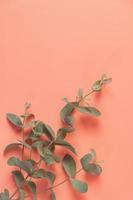 hoja de eucalipto yacía sobre fondo rosa foto