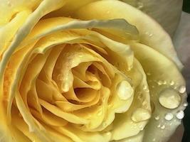 close up of yellow rose and raindrops