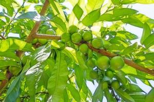 árbol de nectarina con hojas verdes y frutas crudas
