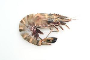 Fresh tiger prawn or shrimp isolated on white background photo