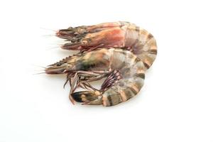 Fresh tiger prawn or shrimp isolated on white background photo