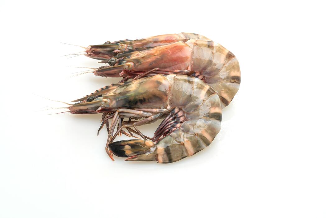 Tiger Shrimp Stock Photos, Images and Backgrounds for Free Download