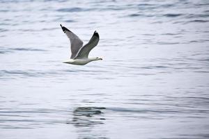 Gull in flight on the waves of the sea photo