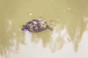 tortuga nadando en el lago foto