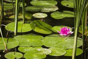 Japanese lotus in the lake