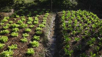 Verduras que crecen en el jardín de la granja, producción de la industria alimentaria verde orgánica agrícola de lechuga en el campo, escena de la vista superior del drone video