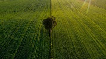 Lone tree on the green fields photo