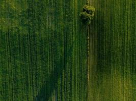 Lone tree on the green fields photo