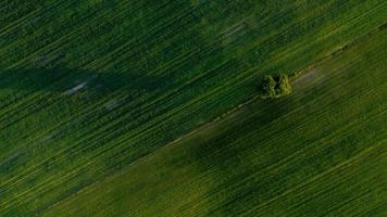 Lone tree on the green fields photo