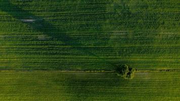 Lone tree on the green fields photo