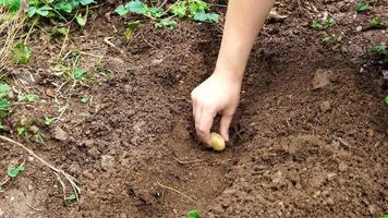 Planting potatoes manually. Putting potatoes in organic field prepared for planting. Planting potatoes with hands in furrow rows video