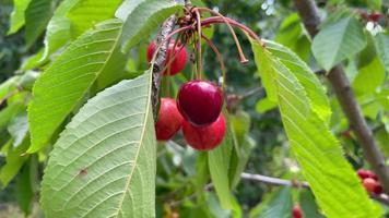 frutas de cereja balançando na árvore com uma brisa suave