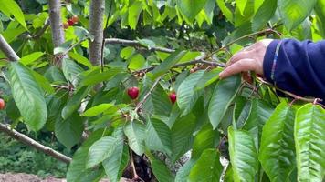 en kvinna som plockar körsbär i trädgården på en fin morgon - närbild video