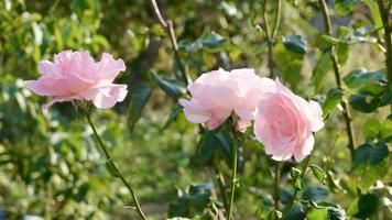 Detail und Nahaufnahme von rosa Rosenzweigen und Blumen im Frühling spring video