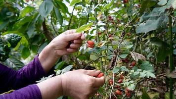 Eine Frau, die an einem schönen Morgen im Garten rote schöne Hagebutten pflückt - Nahaufnahme video