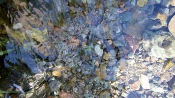 Close up of clean water flowing in a small river, slow motion and shallow depth of field. video