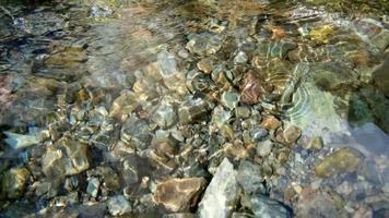 cerca del agua limpia que fluye en un pequeño río de montaña, cámara lenta y profundidad de campo. video