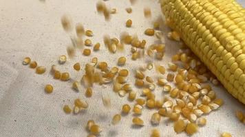 Slow motion corns falling on a textured cover video